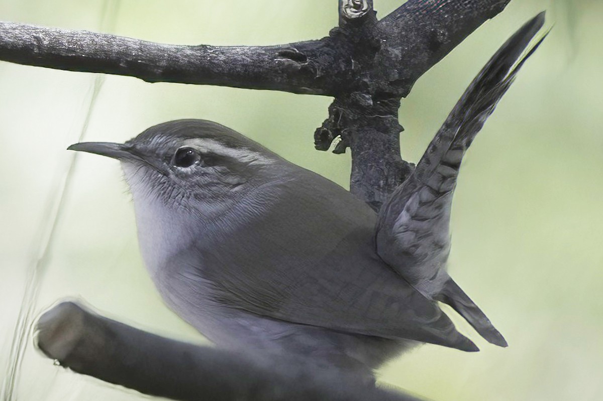 Bewick's Wren - ML645124883