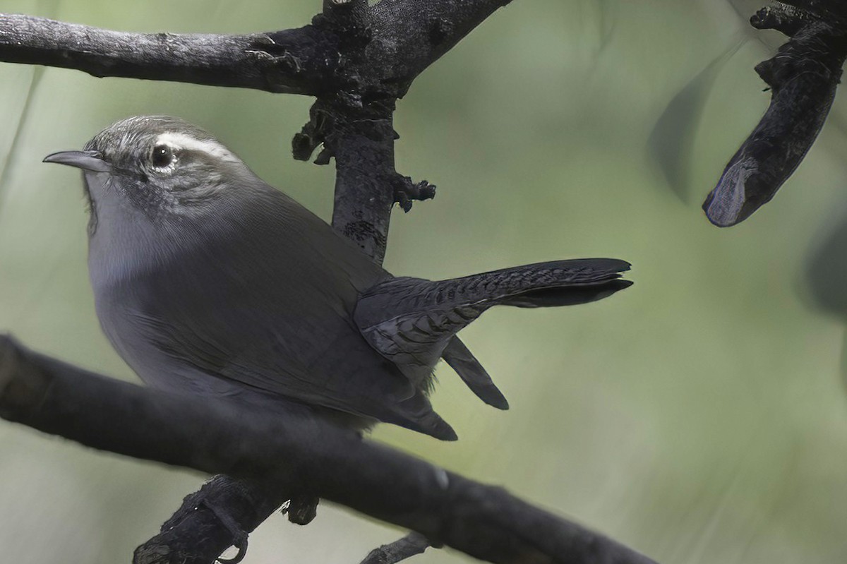Bewick's Wren - ML645124884