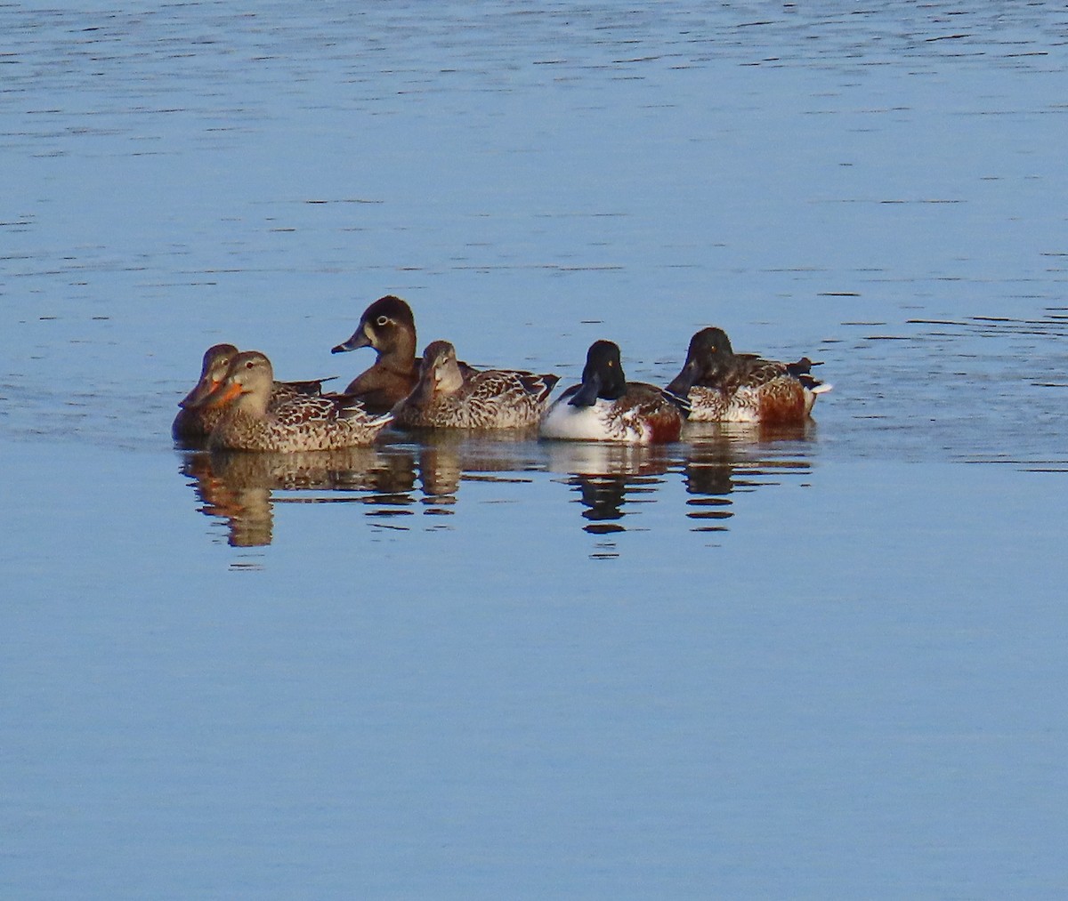 Ring-necked Duck - ML645124885