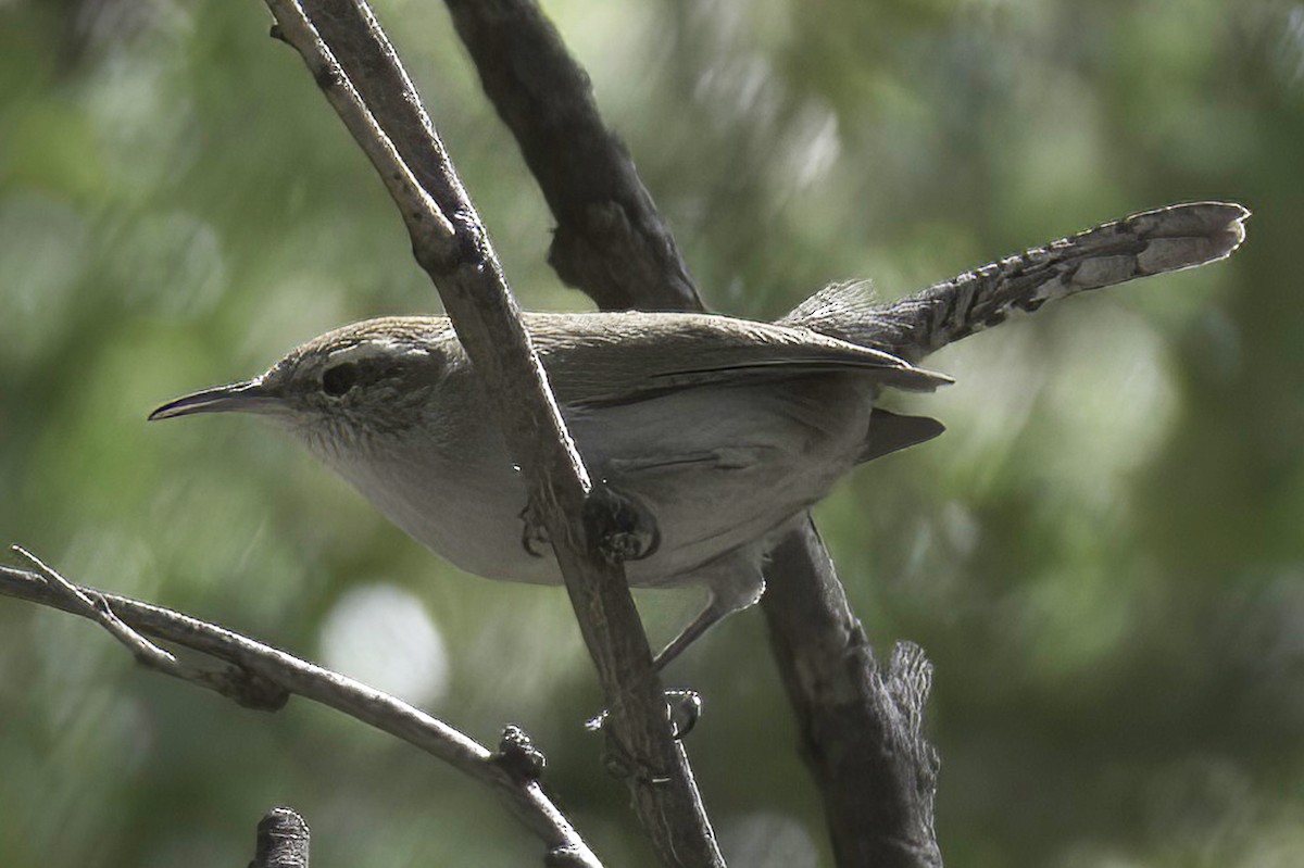 Bewick's Wren - ML645124886