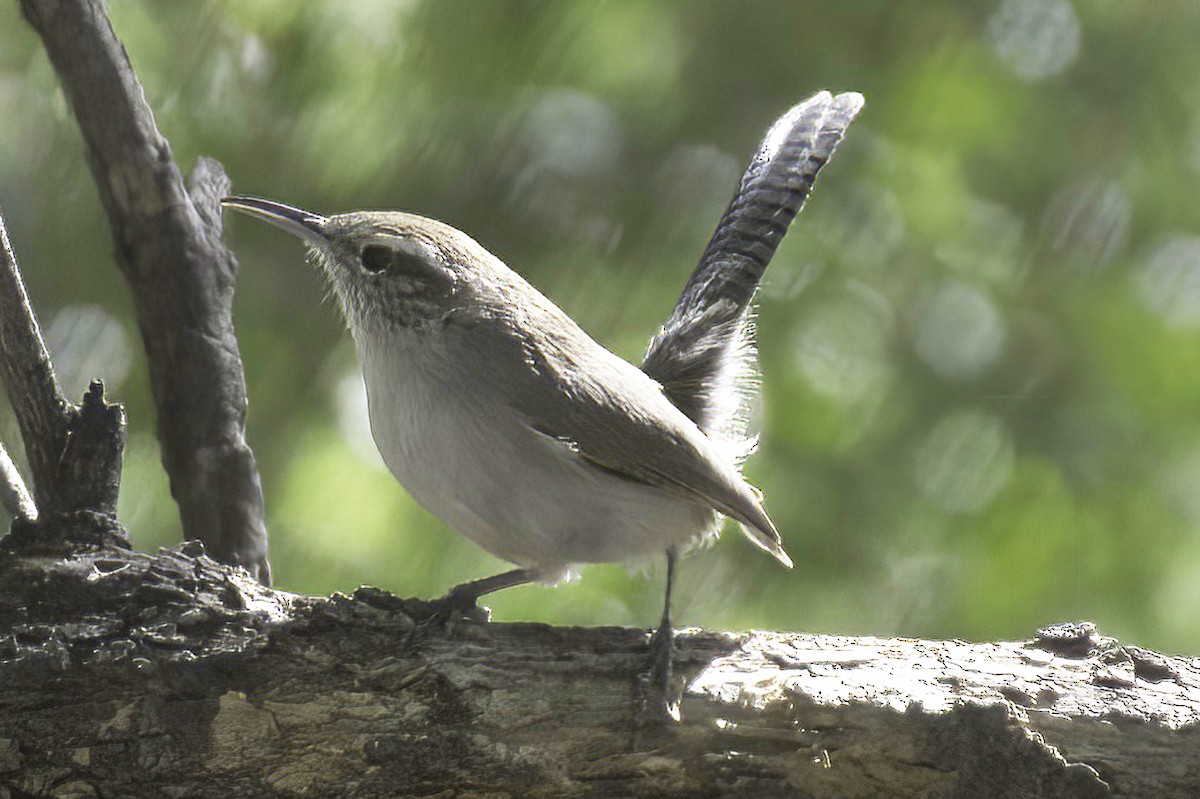 Bewick's Wren - ML645124887