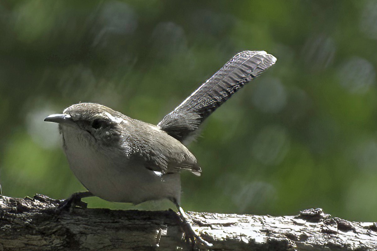 Bewick's Wren - ML645124888