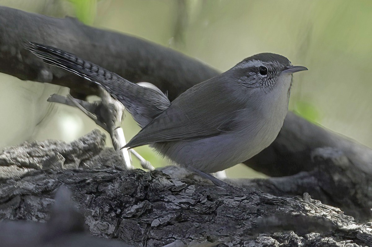 Bewick's Wren - ML645124889
