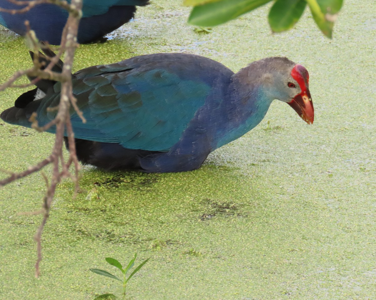 Gray-headed Swamphen - ML645124890