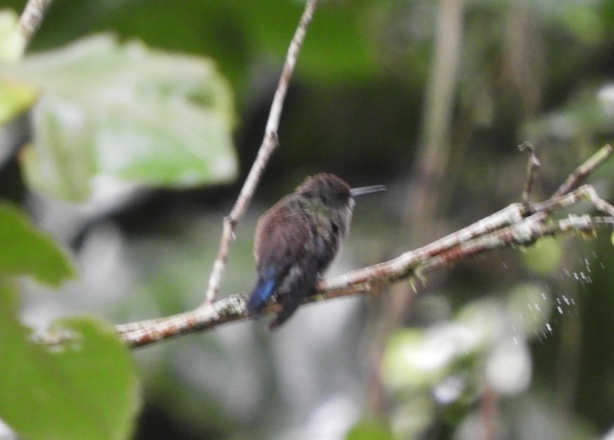 Blue-vented Hummingbird - ML645124892
