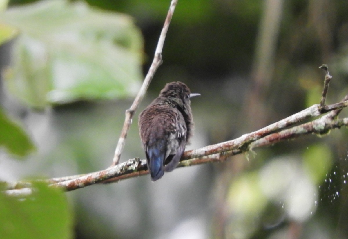 Blue-vented Hummingbird - ML645124893