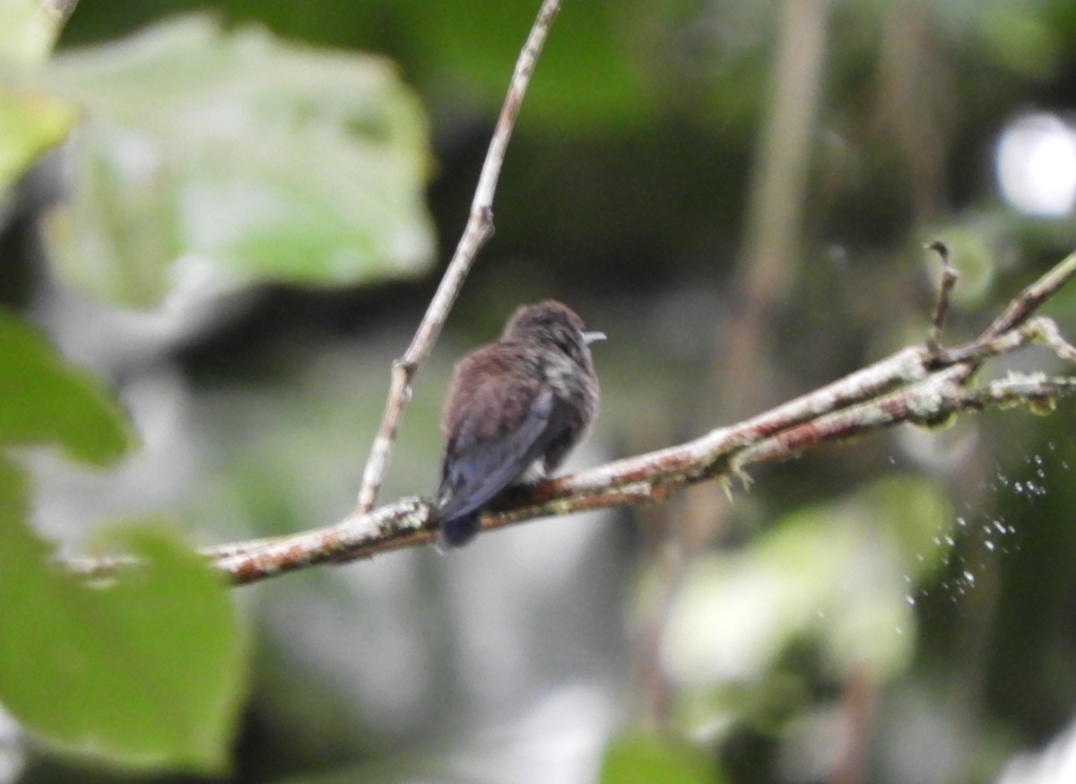 Blue-vented Hummingbird - ML645124894