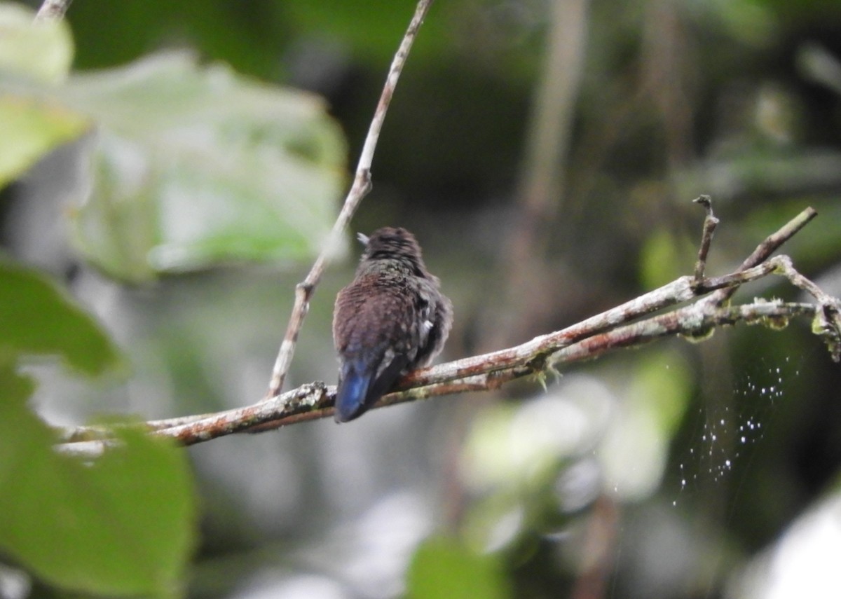 Blue-vented Hummingbird - ML645124895