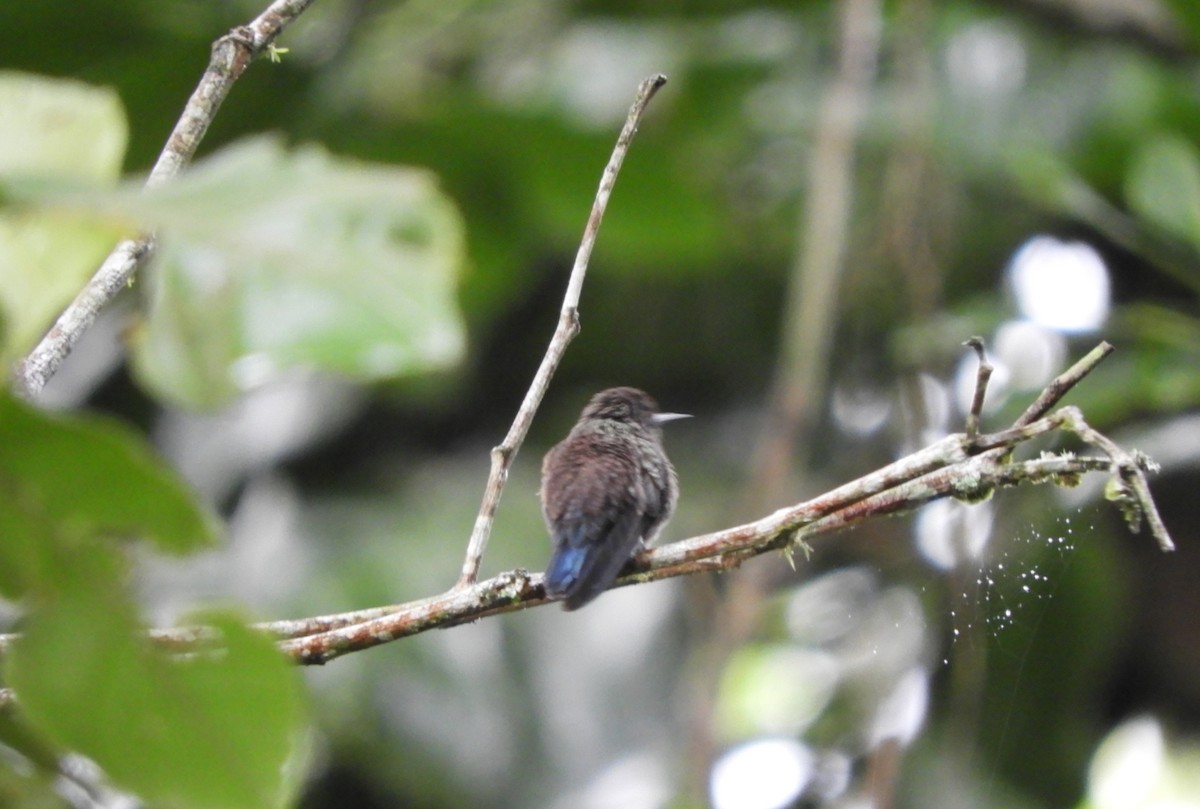 Blue-vented Hummingbird - ML645124896