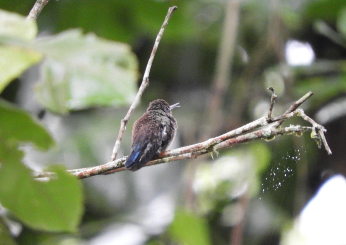 Blue-vented Hummingbird - ML645124897