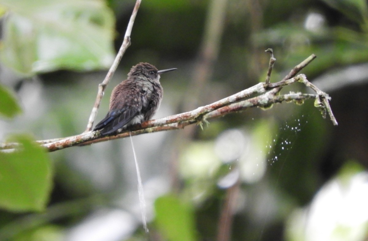 Blue-vented Hummingbird - ML645124899