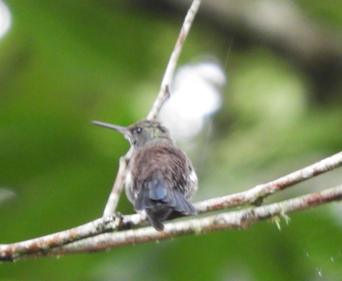 Blue-vented Hummingbird - ML645124901