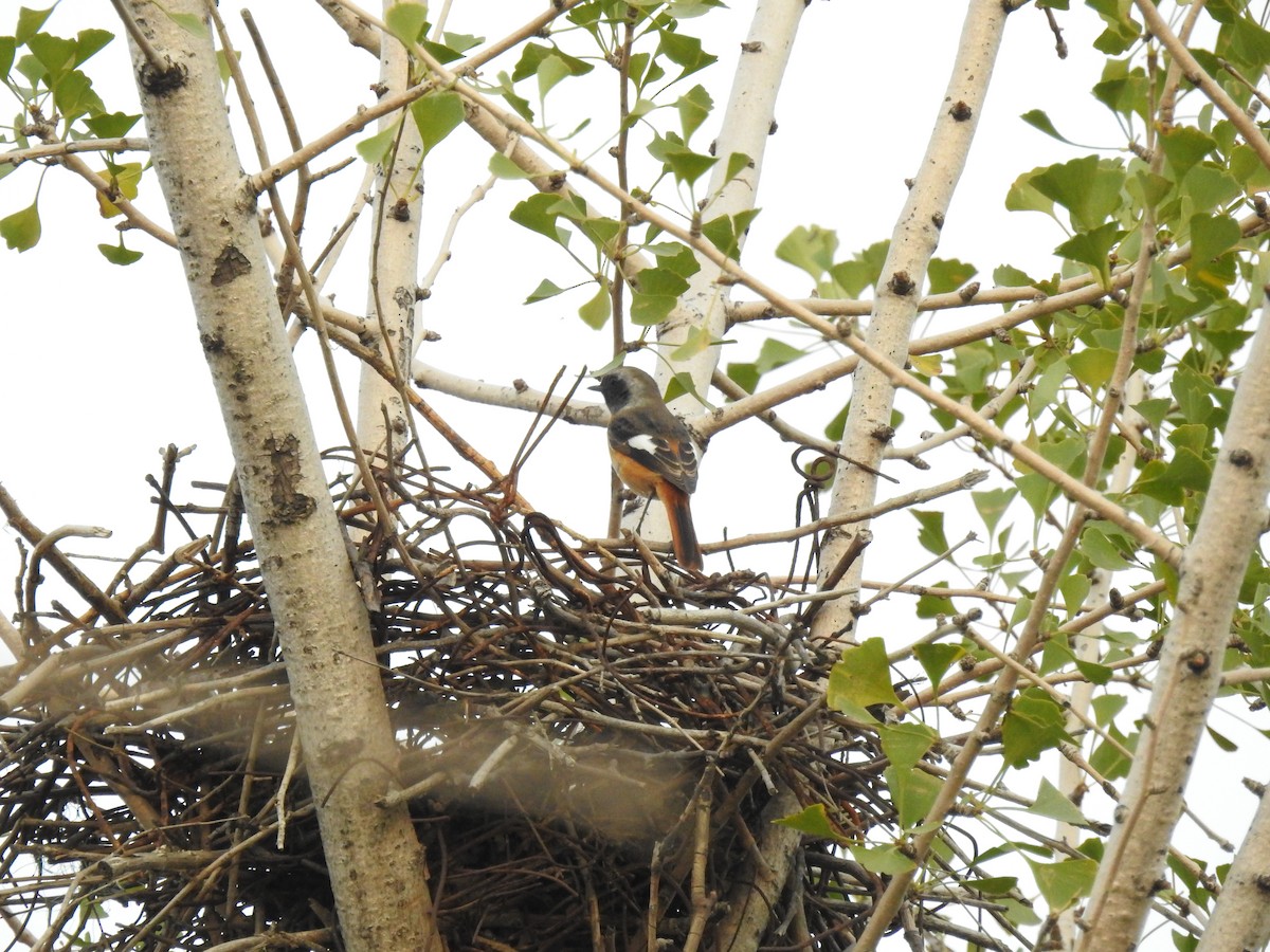 Daurian Redstart - ML645124913