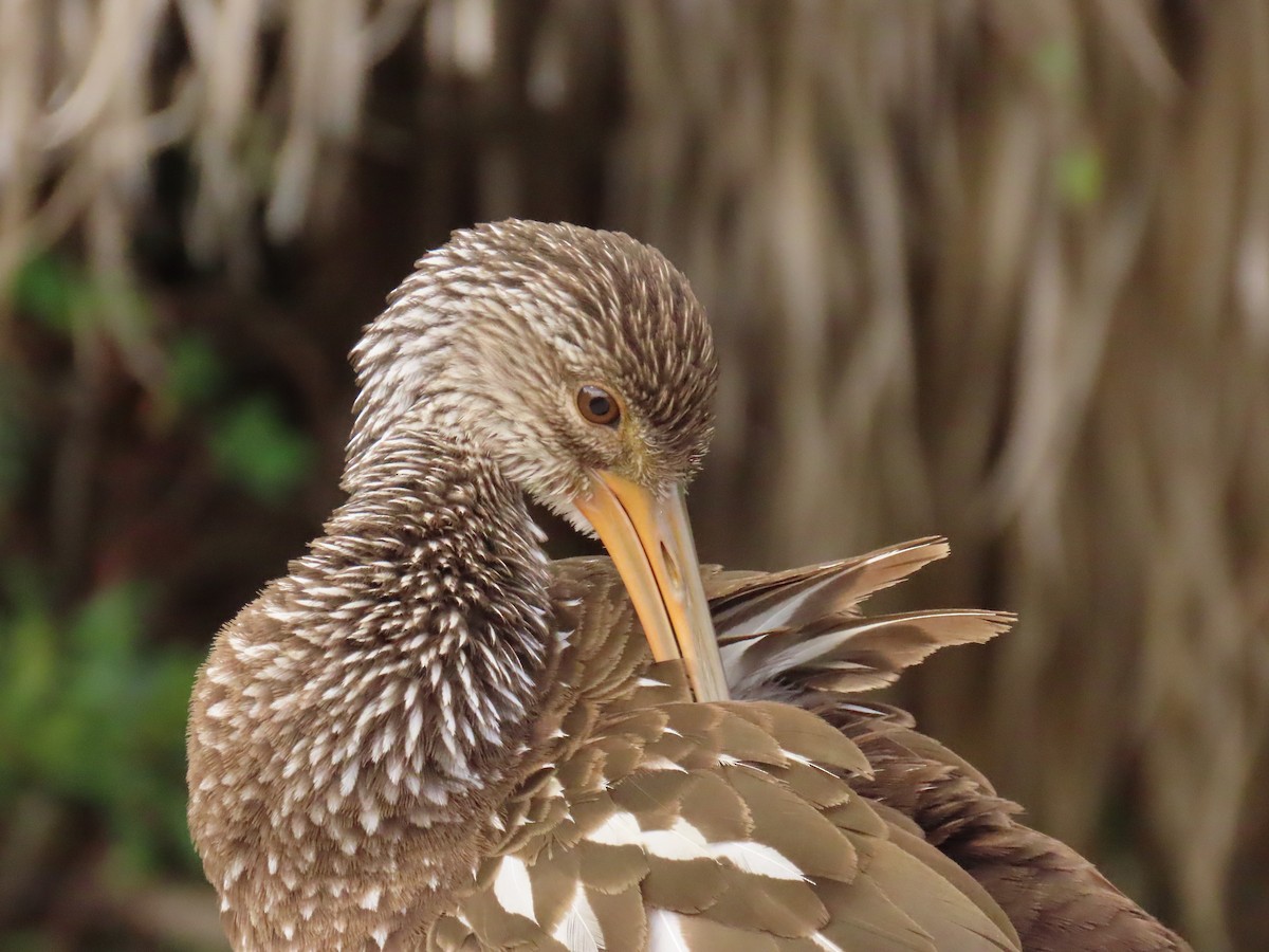 Limpkin - ML645124914