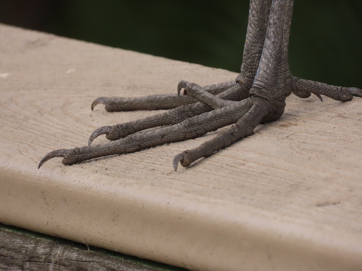 Limpkin - ML645124915