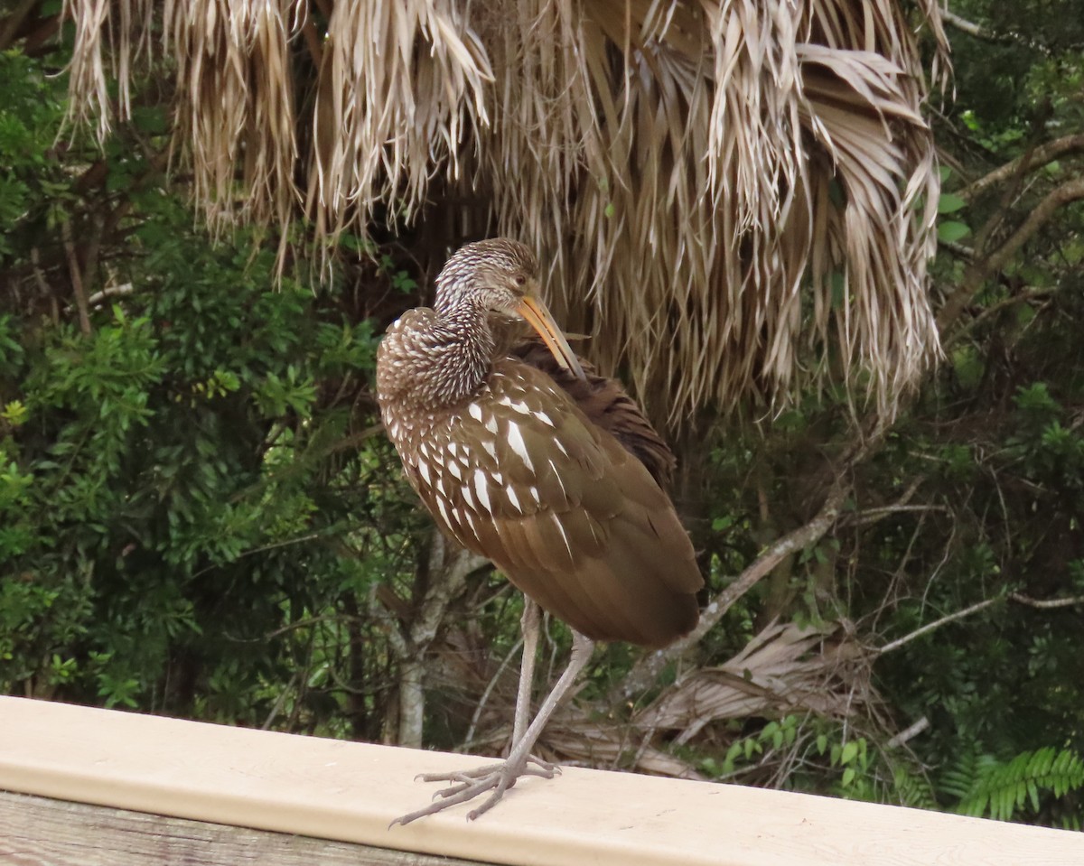 Limpkin - ML645124916