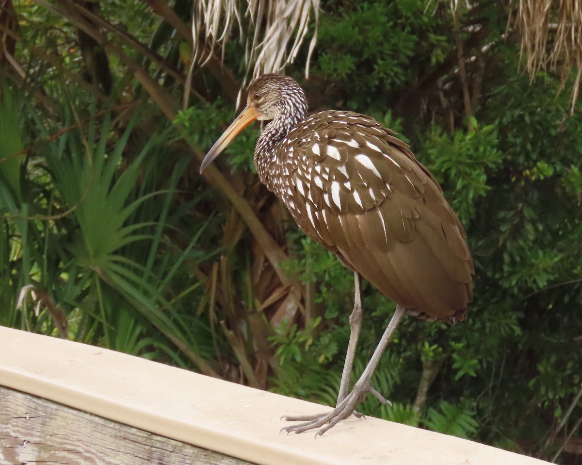 Limpkin - ML645124917