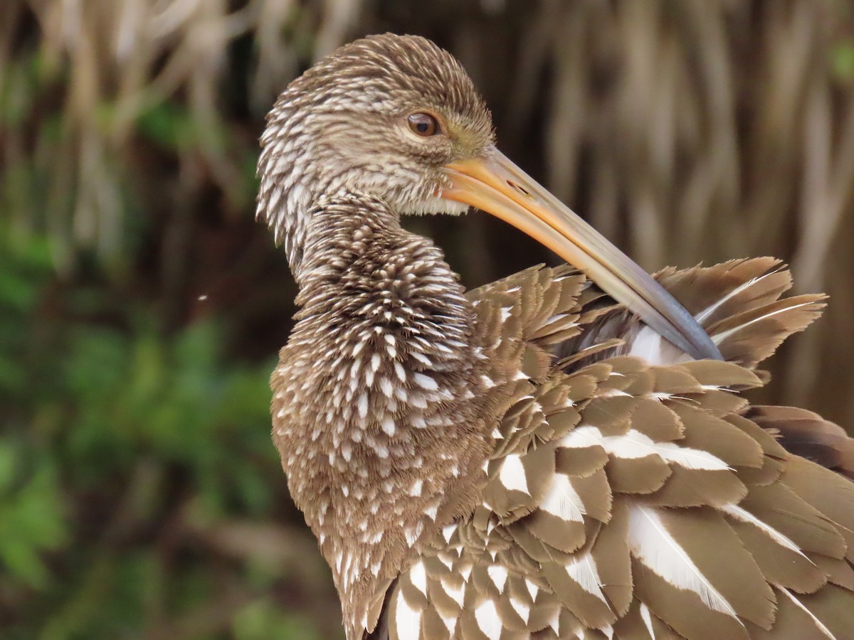 Limpkin - ML645124918