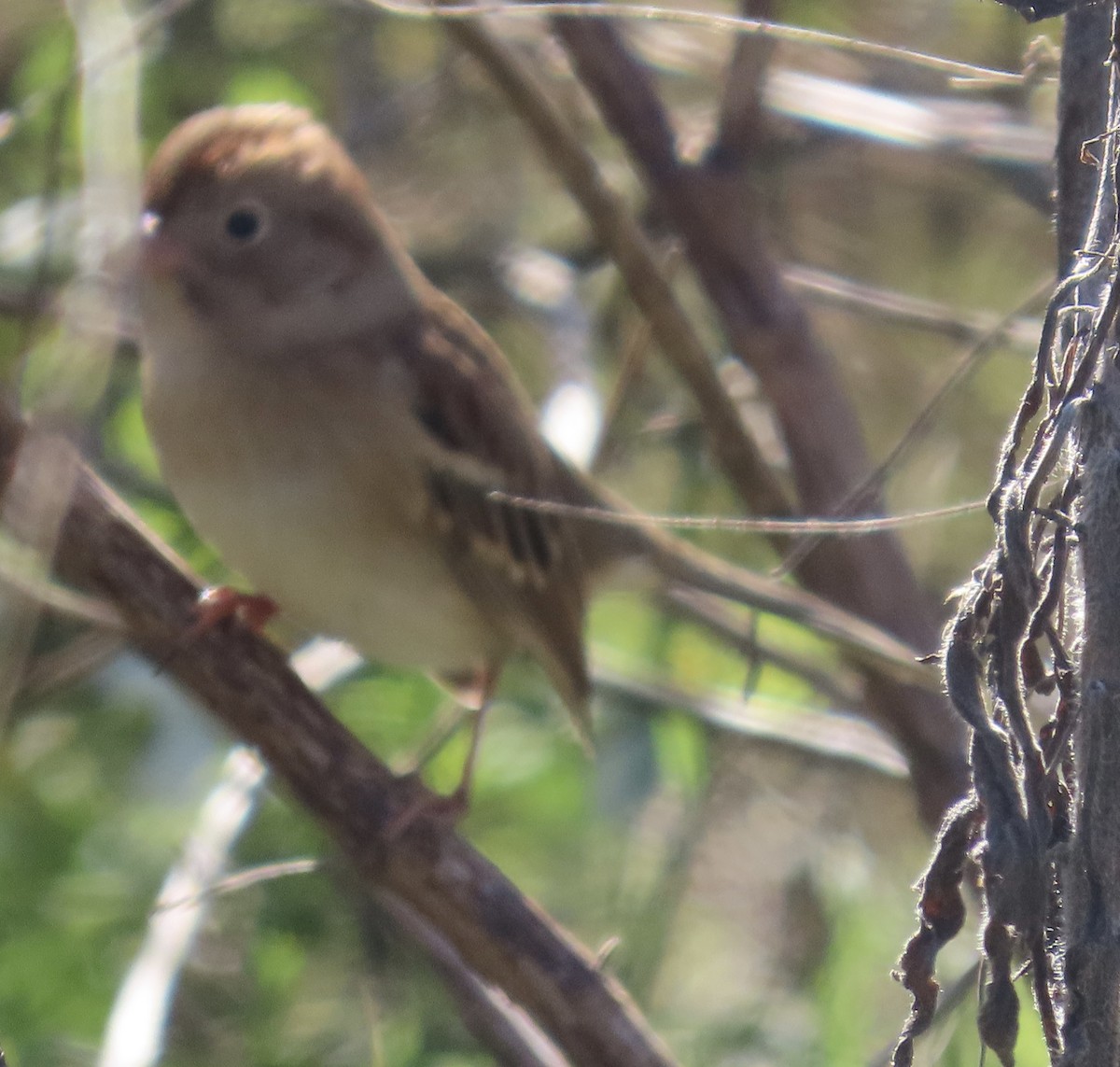 Field Sparrow - ML645124919