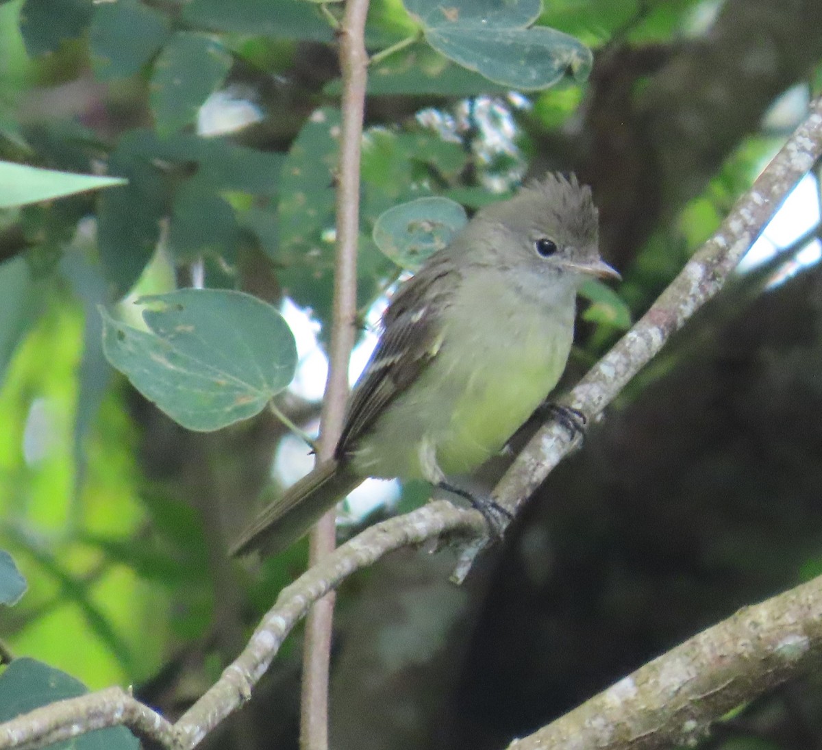Yellow-bellied Elaenia - ML645124920