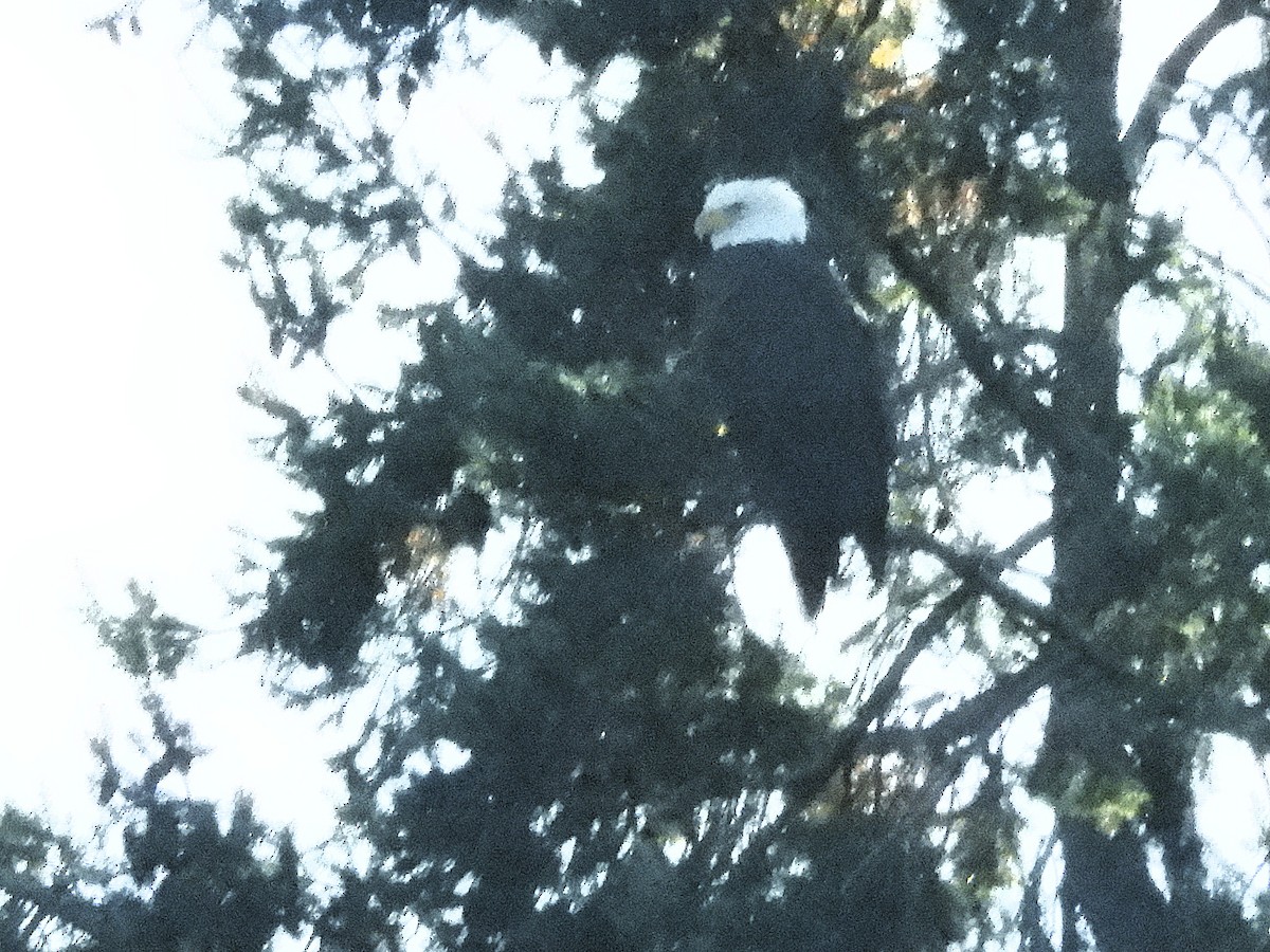 ハクトウワシ - ML645124949