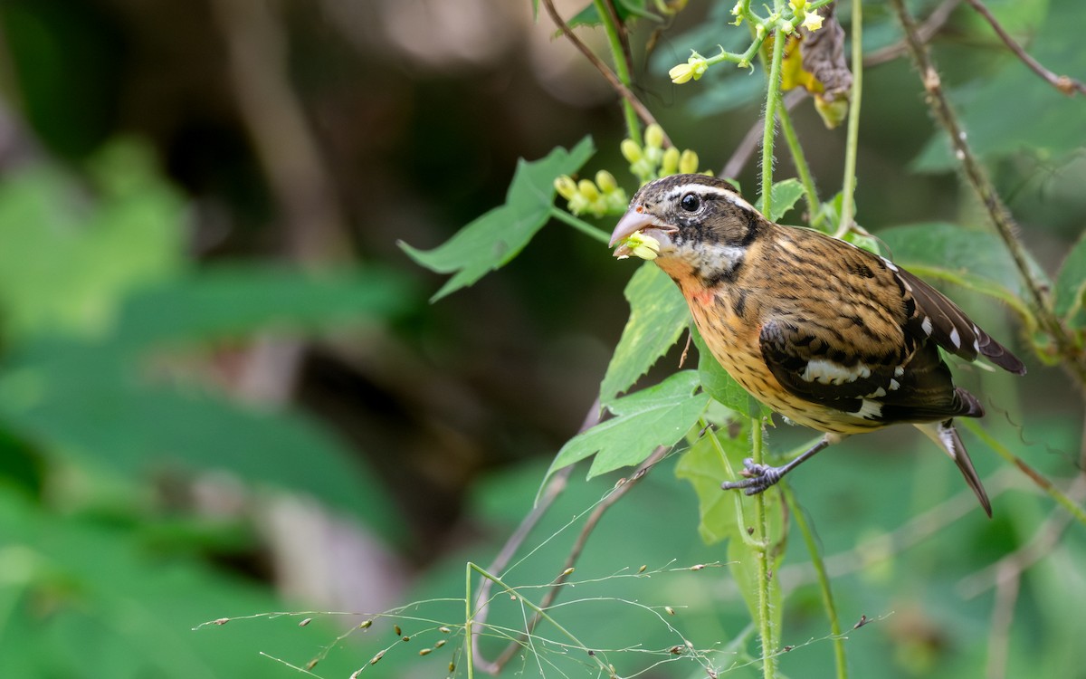 Al Göğüslü Kocabaş - ML645124955