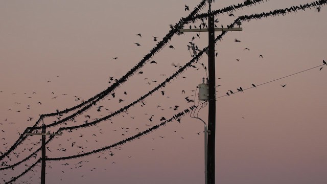 Common Grackle - ML645124959