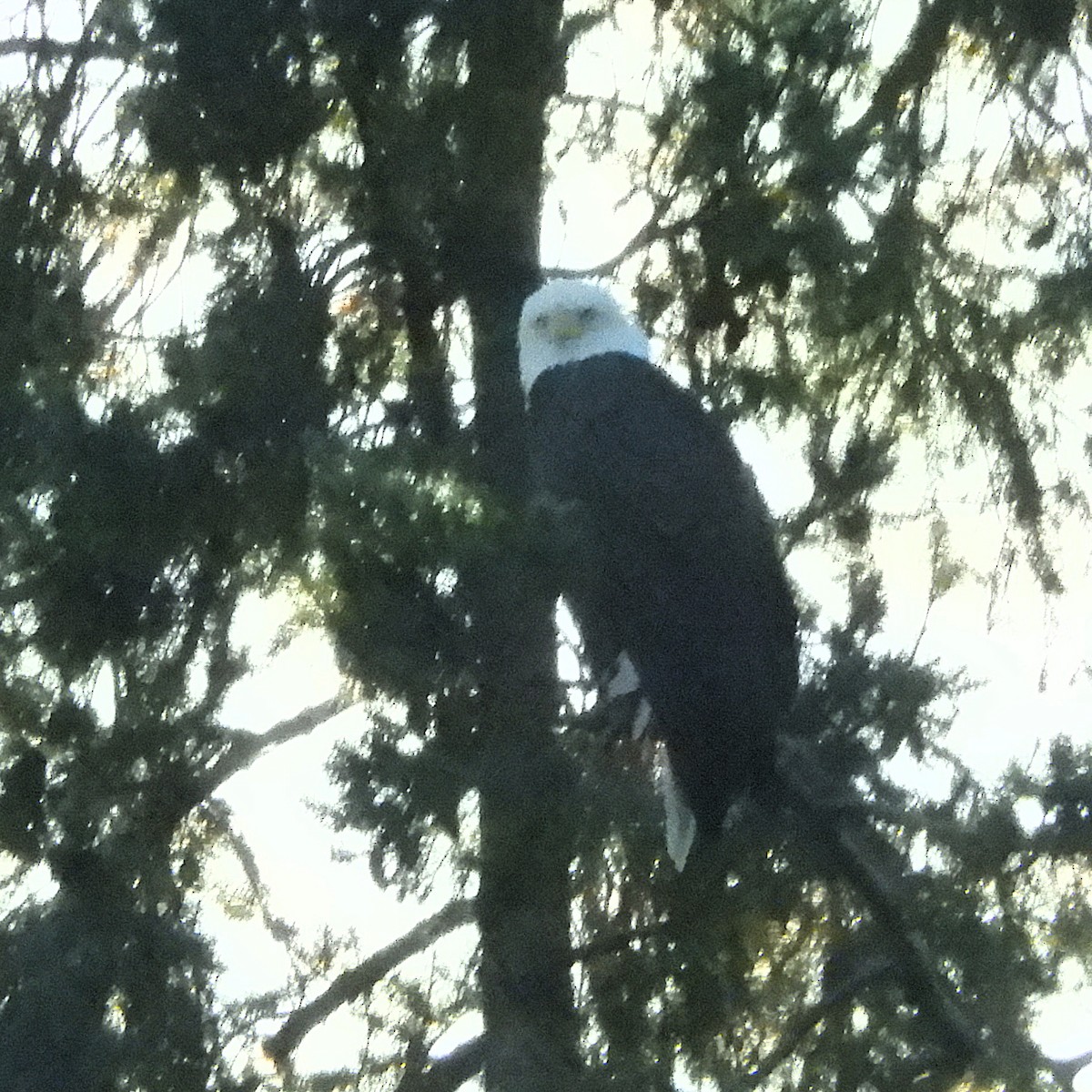 ハクトウワシ - ML645124984