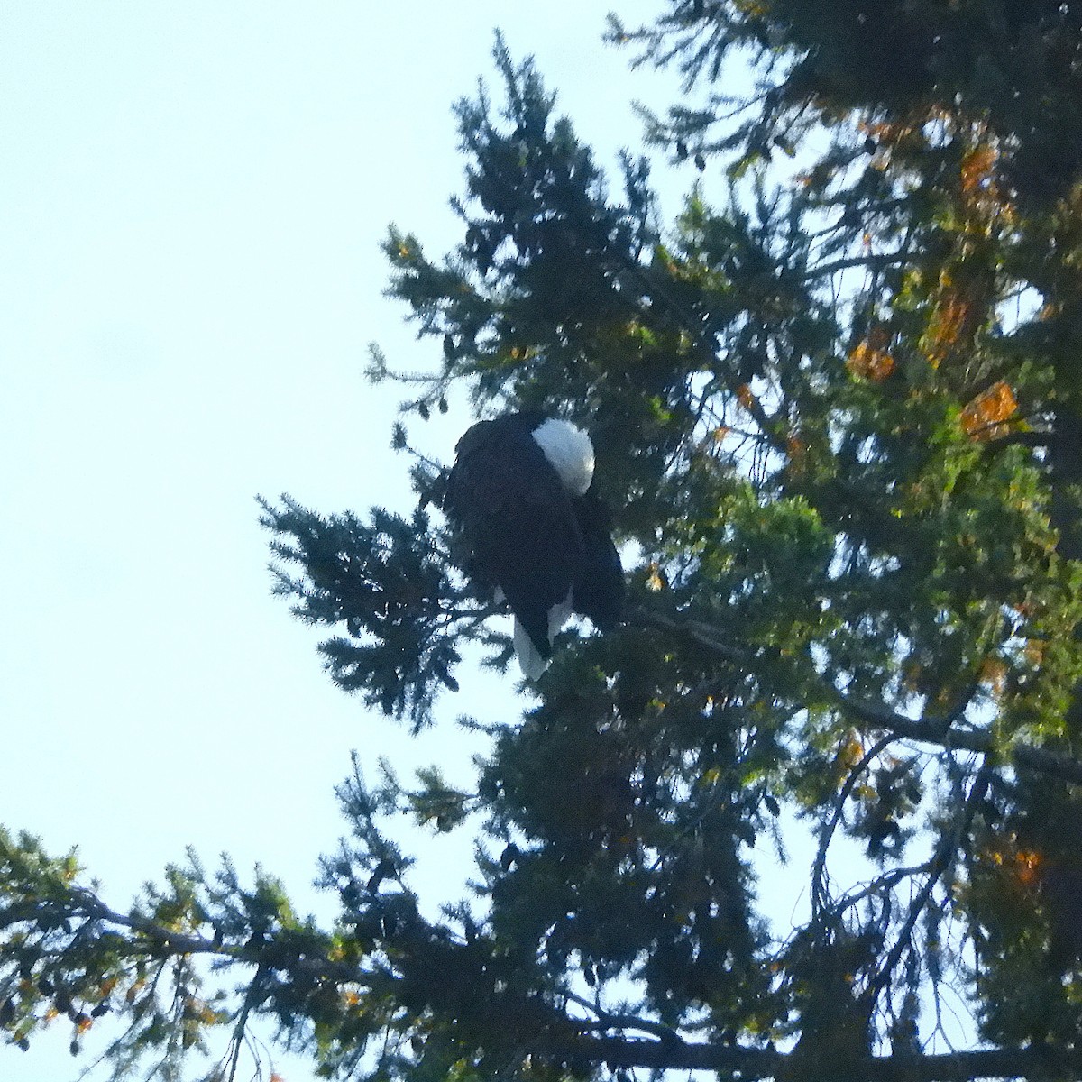 ハクトウワシ - ML645124985