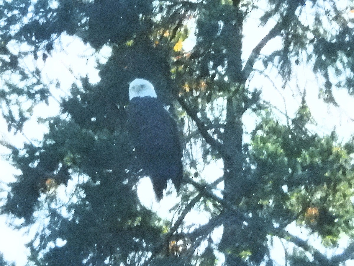 ハクトウワシ - ML645124986