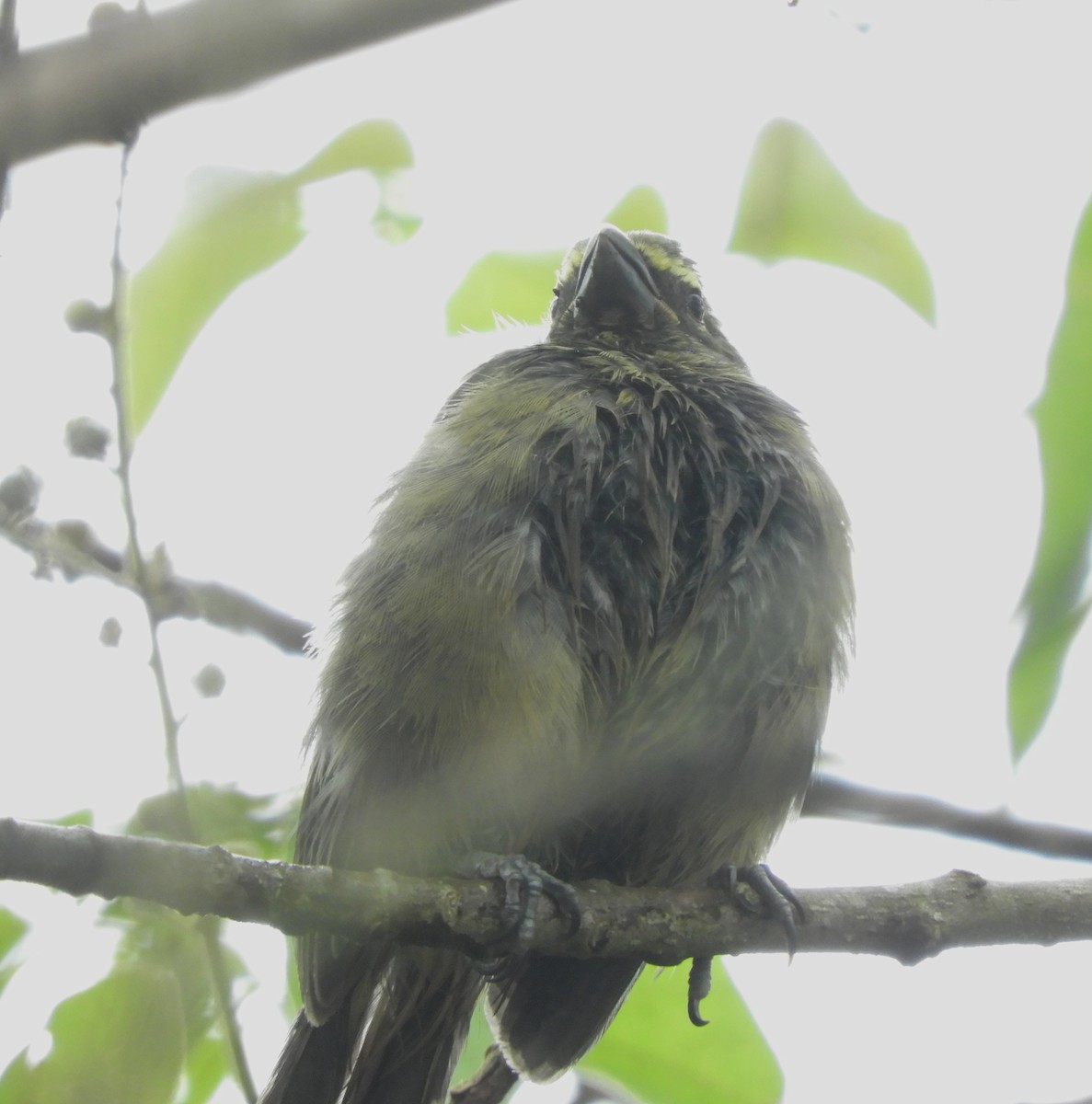 Cinnamon-bellied Saltator - ML645125014