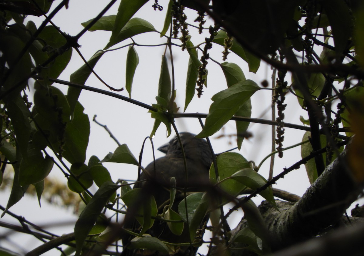 Cinnamon-bellied Saltator - ML645125016