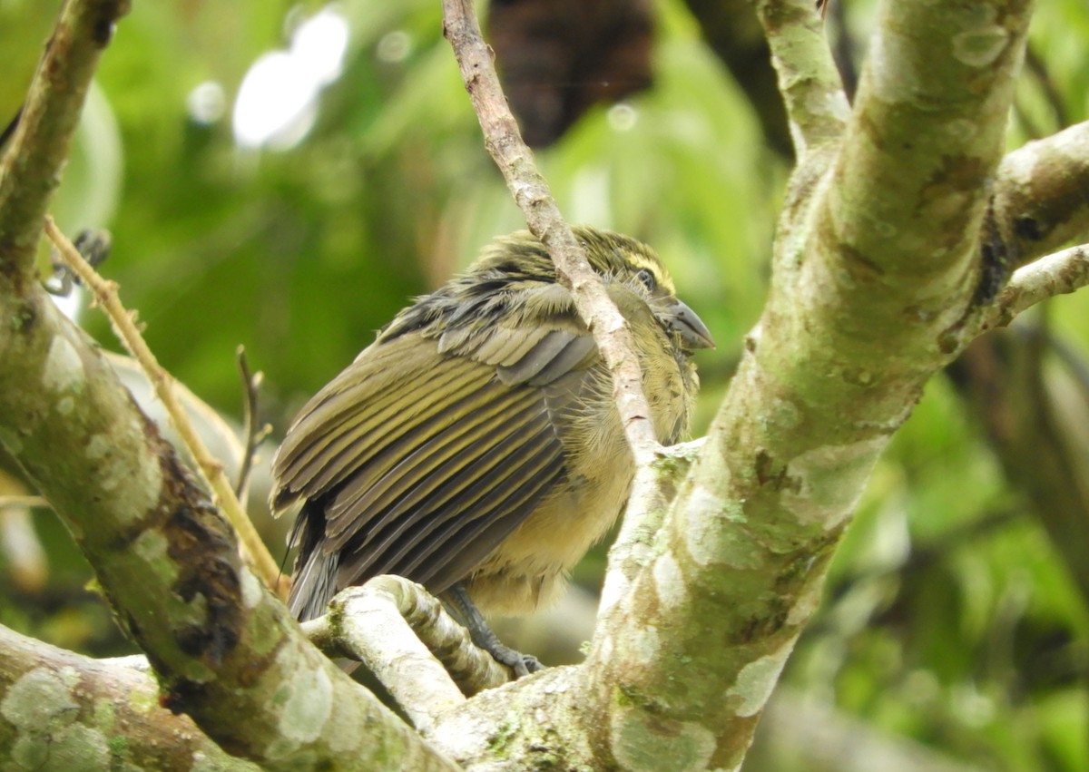 Cinnamon-bellied Saltator - ML645125017