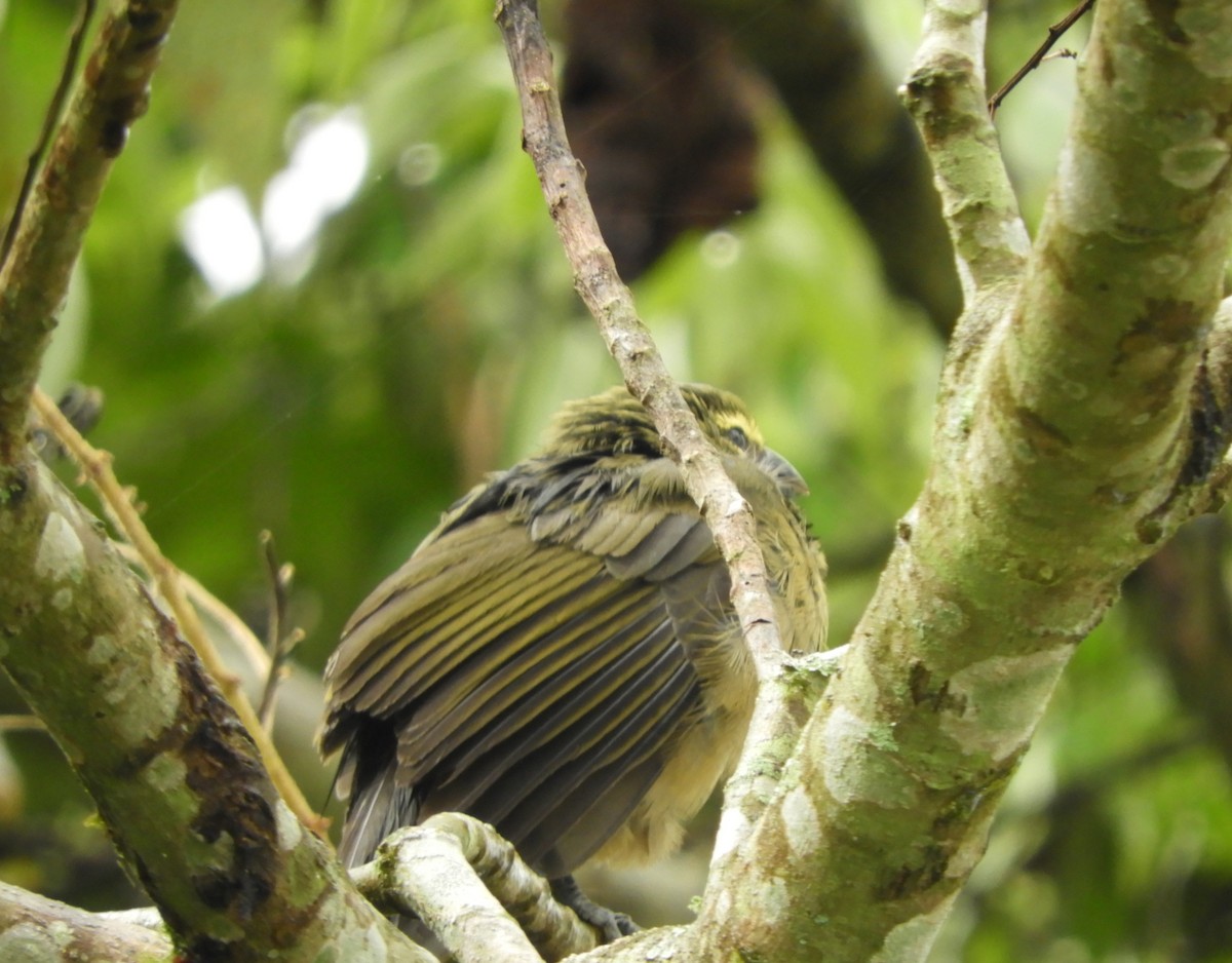 Cinnamon-bellied Saltator - ML645125018