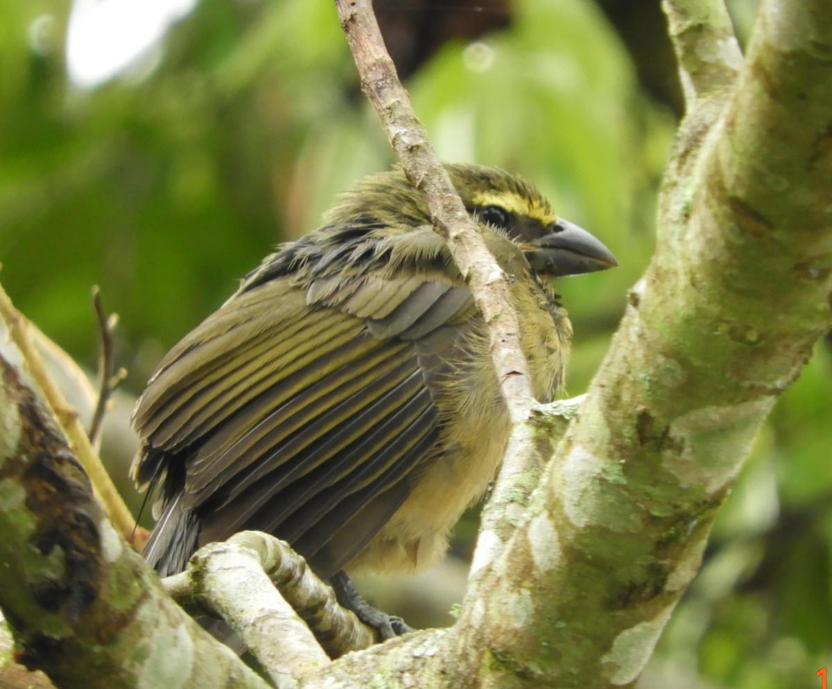 Cinnamon-bellied Saltator - ML645125019