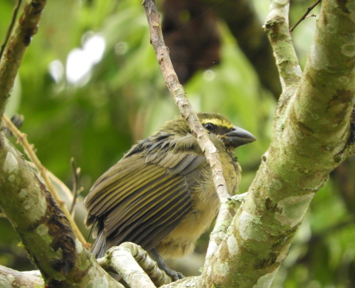 Cinnamon-bellied Saltator - ML645125020