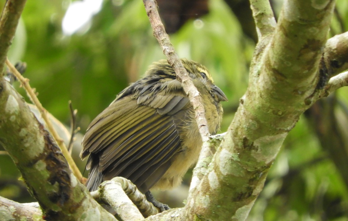 Cinnamon-bellied Saltator - ML645125022