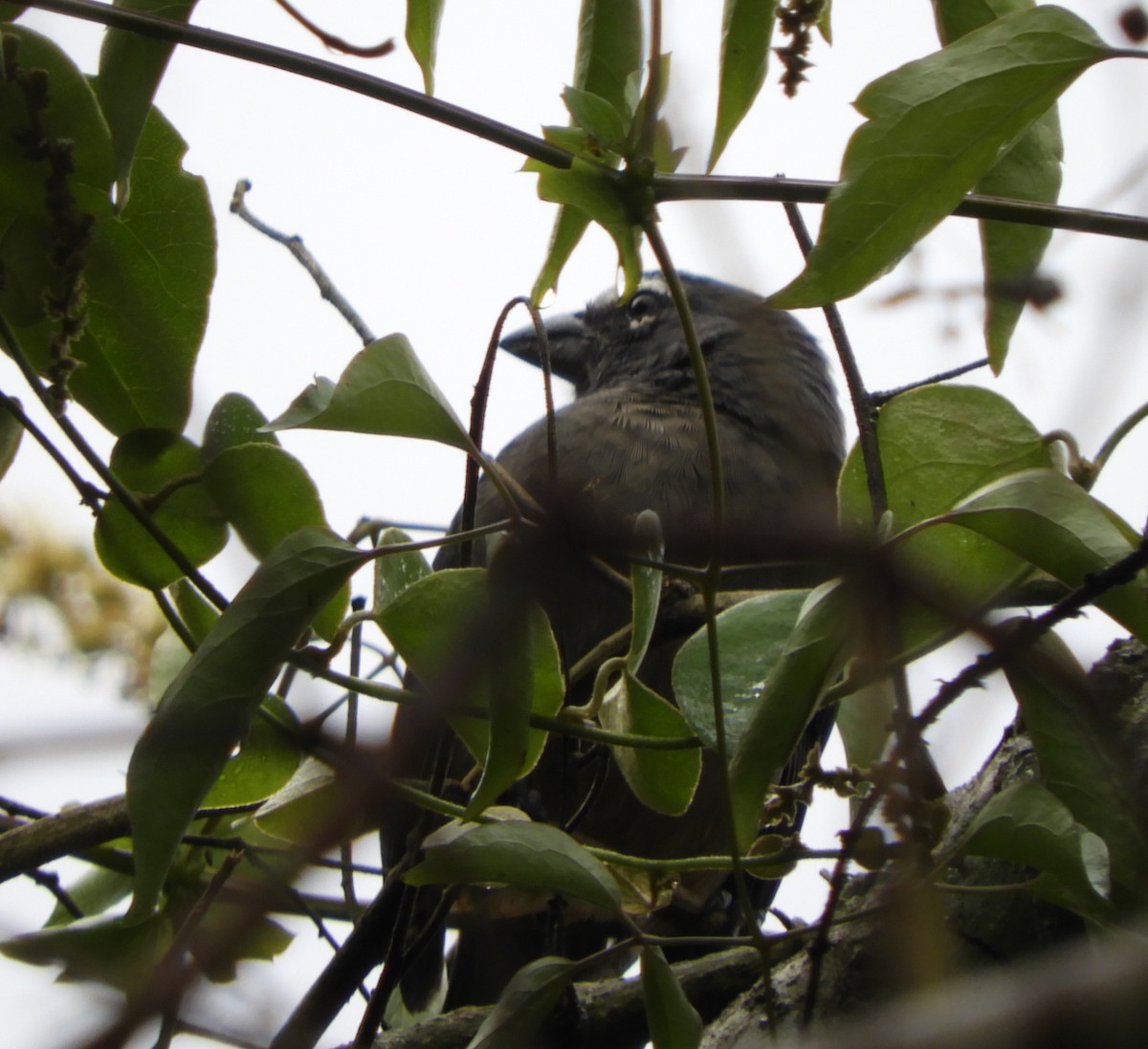 Cinnamon-bellied Saltator - ML645125023