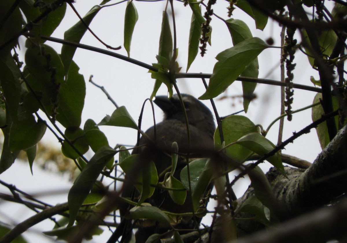 Cinnamon-bellied Saltator - ML645125024