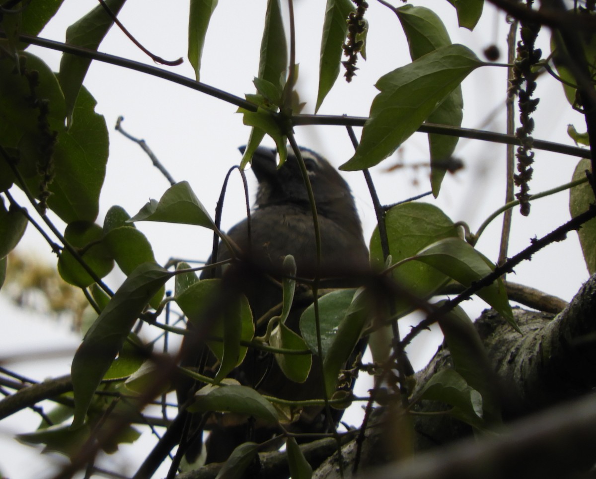 Cinnamon-bellied Saltator - ML645125025