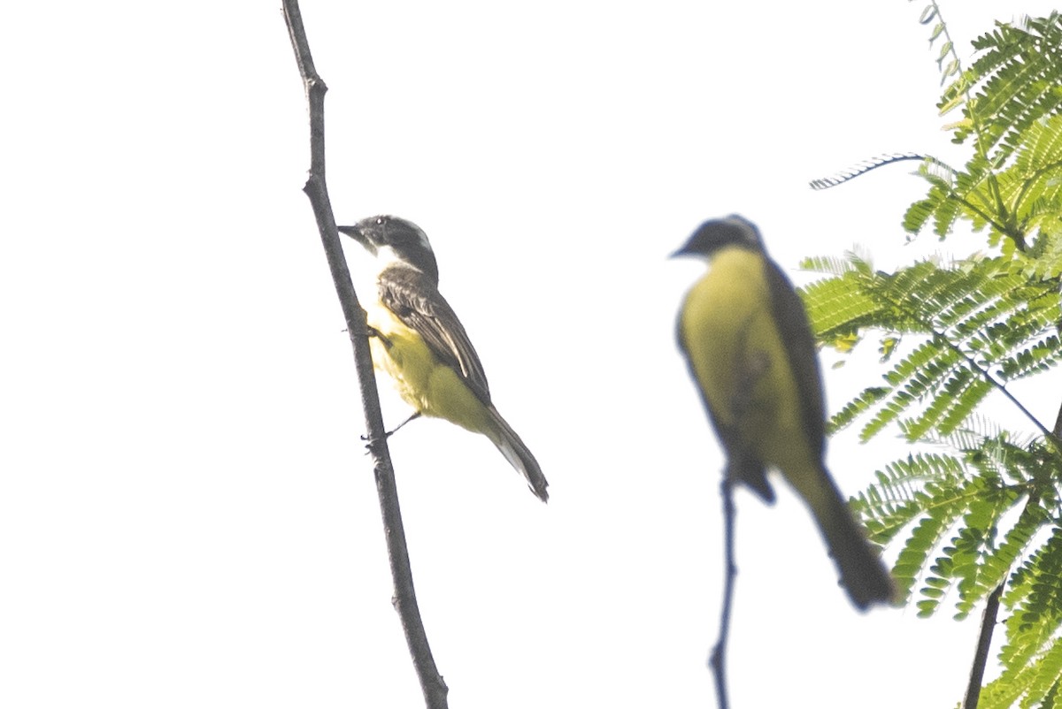 Sosyal Tiran - ML645125027