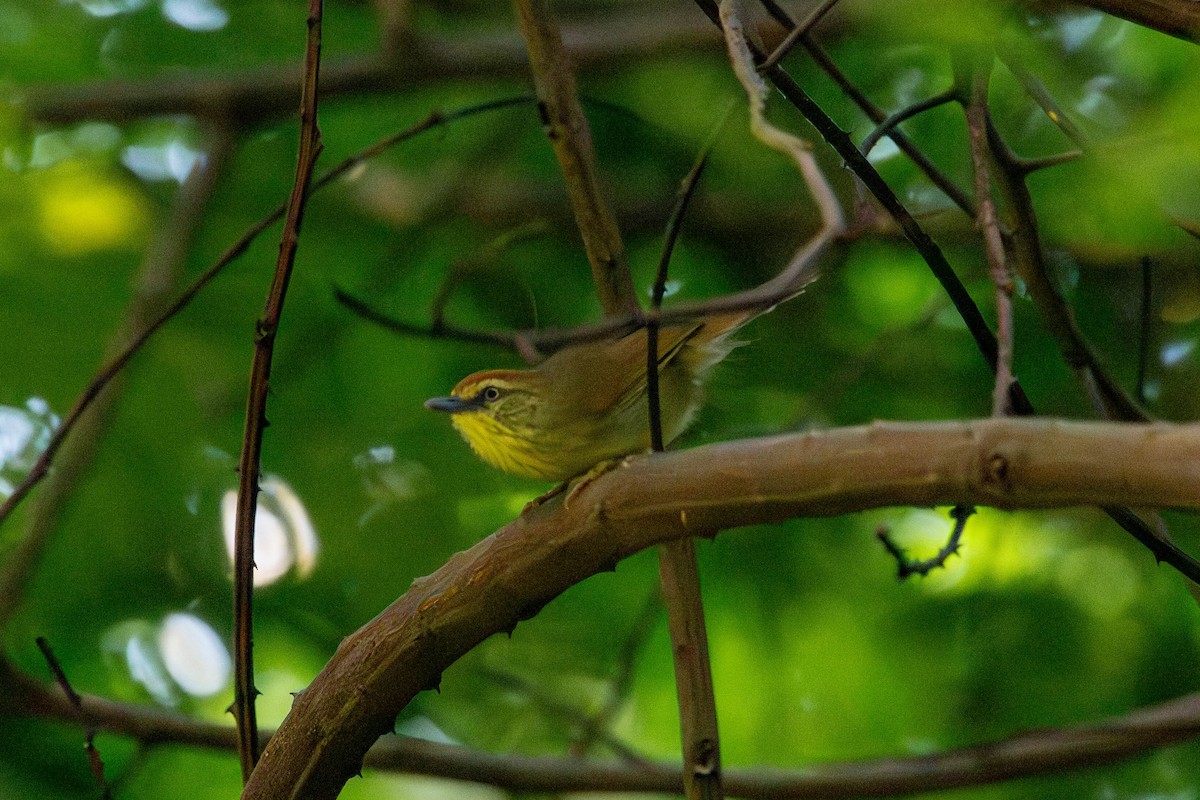 Pin-striped Tit-Babbler - ML645125053