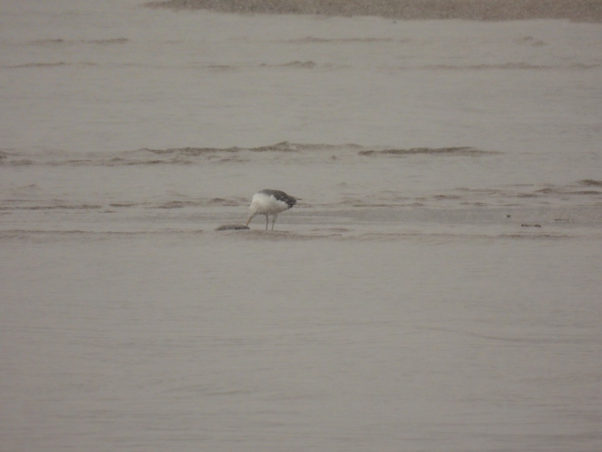 Büyük Kara Sırtlı Martı - ML645125074