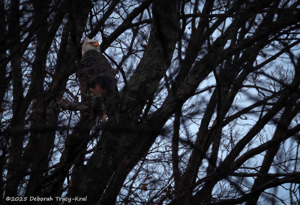 Bald Eagle - ML645125094