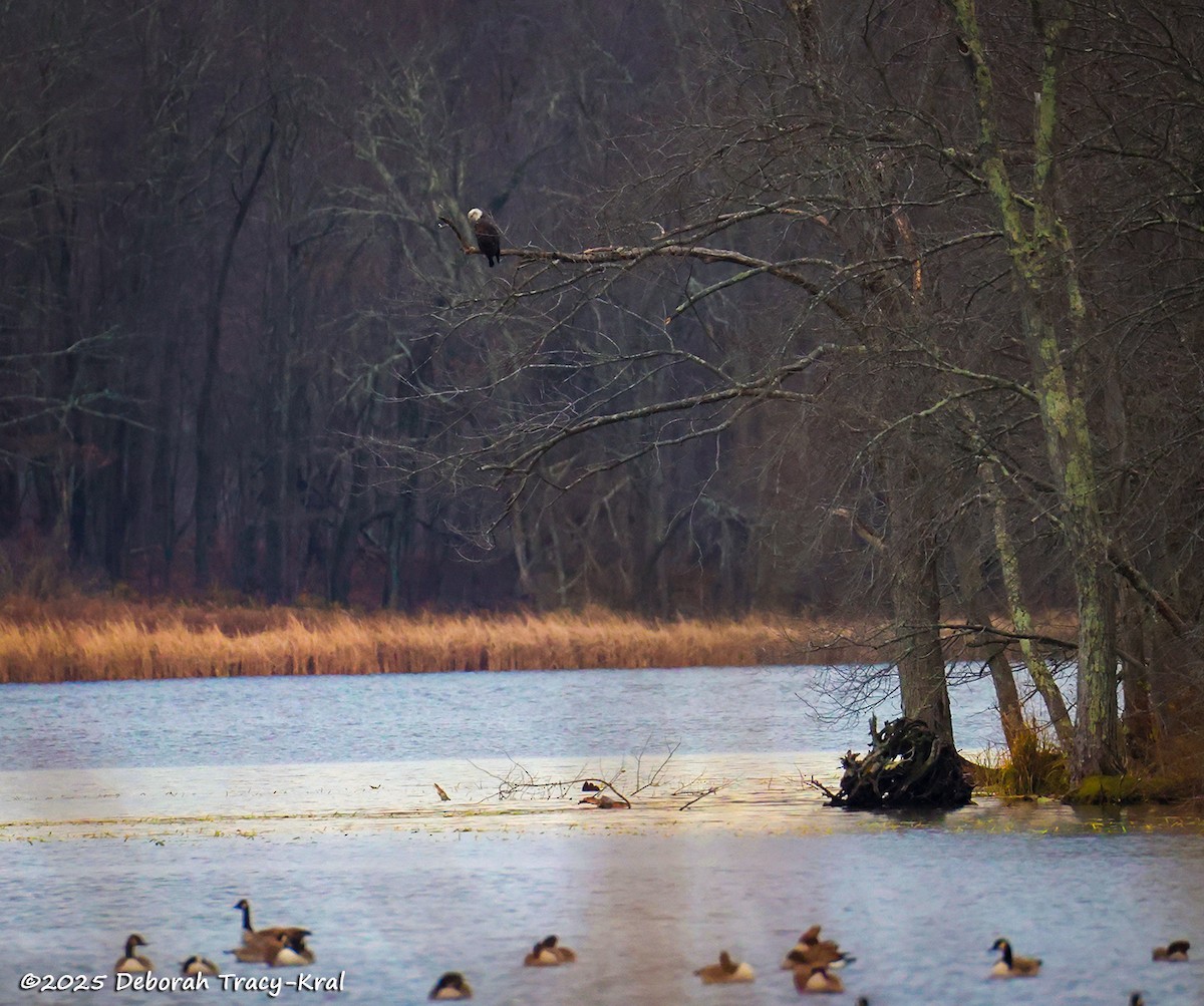 Bald Eagle - ML645125117