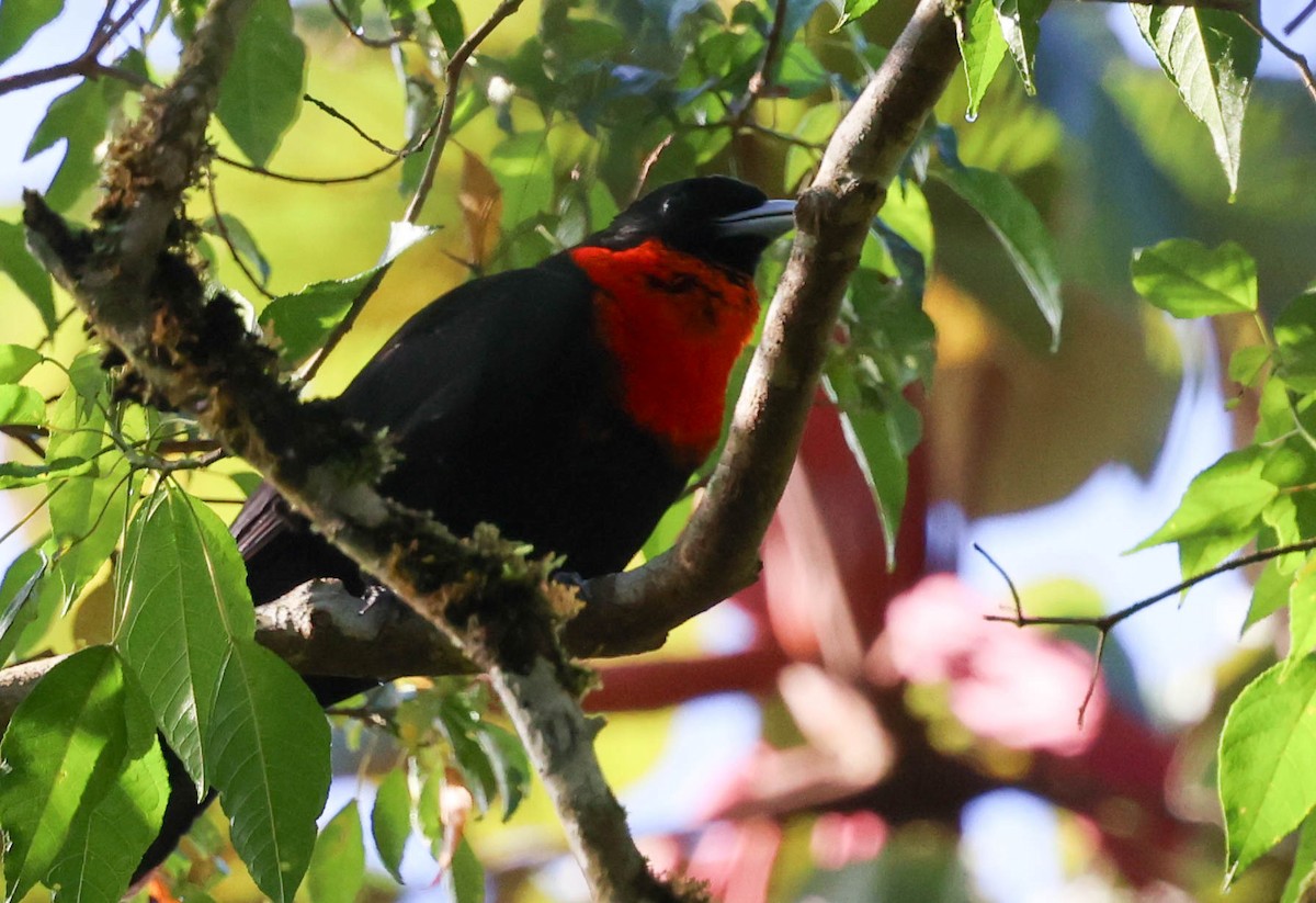 Red-ruffed Fruitcrow - ML645125121