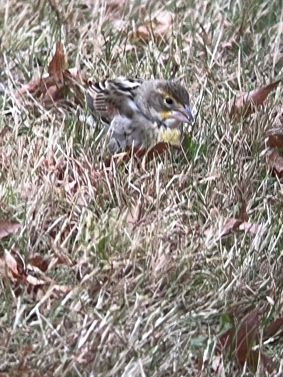 Dickcissel - ML645125124