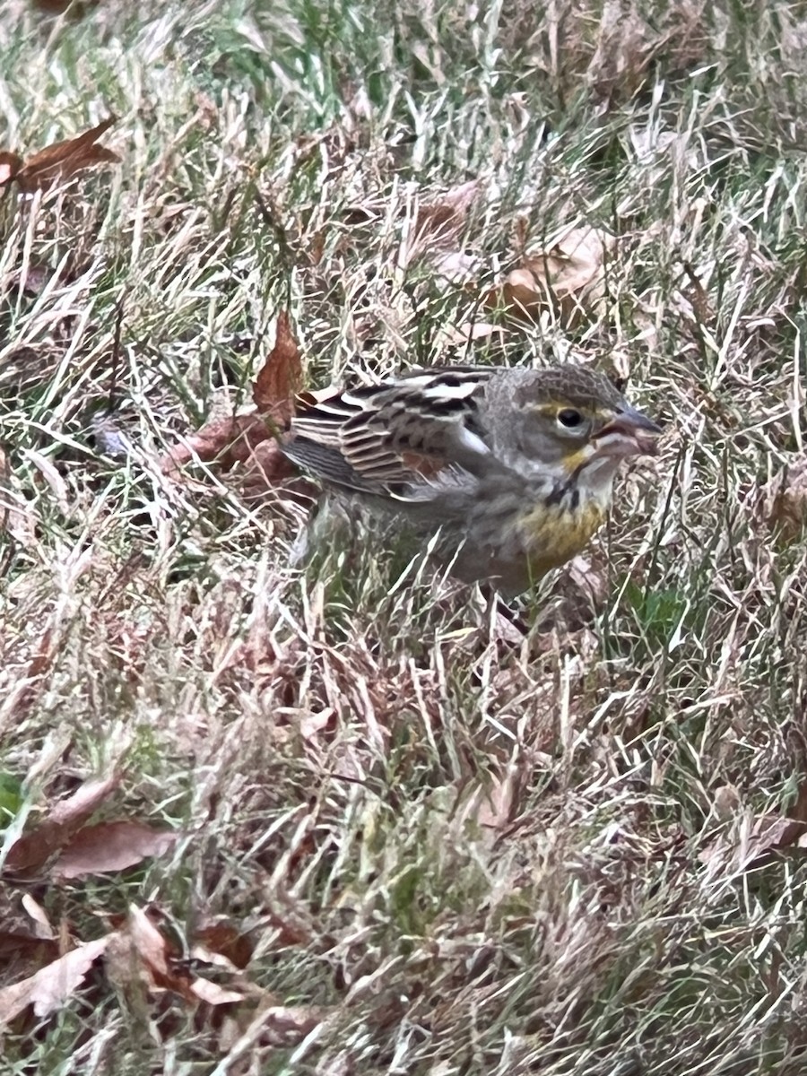 Dickcissel - ML645125128