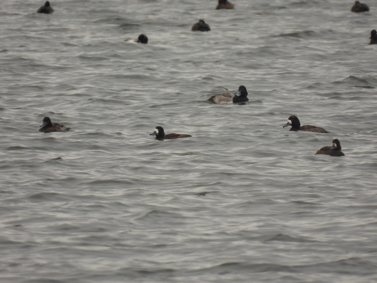 スズガモ - ML645125157