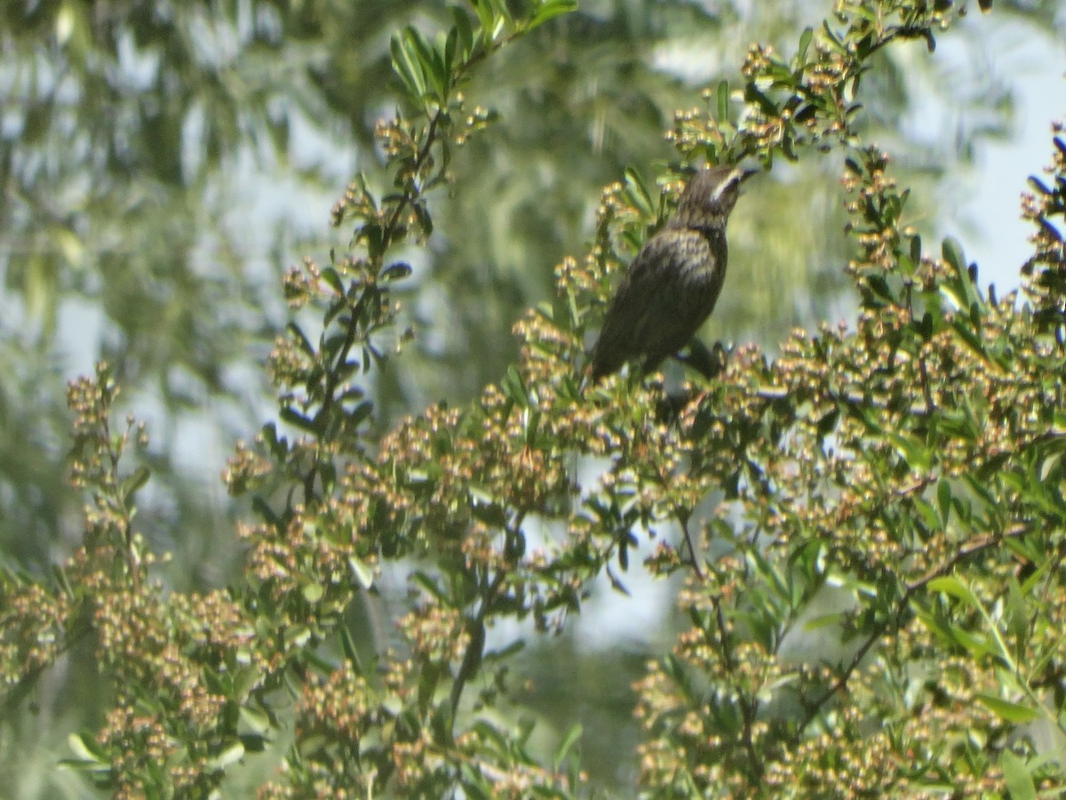 Varillero Aliamarillo - ML645125189